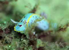 Hypselodoris bennetti