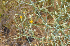 Leucosyris carnosa