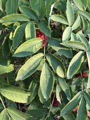 Sambucus