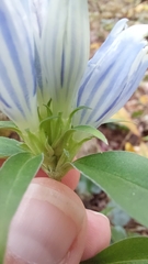 Gentiana decora