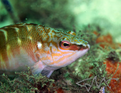 Hypoplectrodes maccullochi