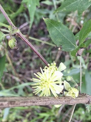 Clematis montevidensis
