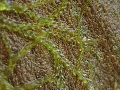 Cephalozia bicuspidata