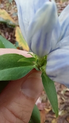 Gentiana decora