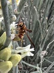 Euodynerus pratensis