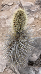 Opuntia galapageia