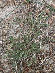 Cardionema ramosissimum