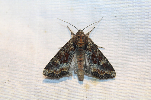Yellow-headed Cutworm Moth and Allies photo 4