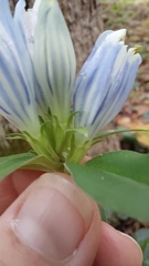Gentiana decora