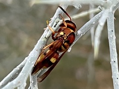 Euodynerus pratensis