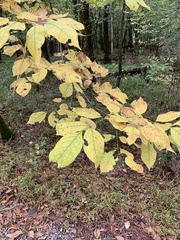 Fraxinus americana