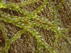 Cephalozia bicuspidata