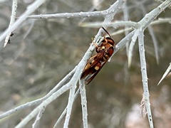 Euodynerus pratensis