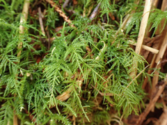 Kindbergia praelonga