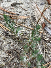 Cardionema ramosissimum