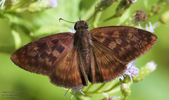 Anastrus sempiternus