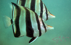 Chelmonops truncatus