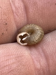 Triodopsis hopetonensis