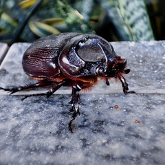 Oryctes rhinoceros