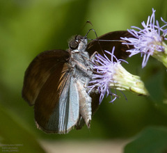 Anastrus sempiternus