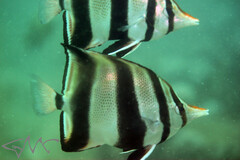 Chelmonops truncatus