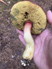 Boletus smithii