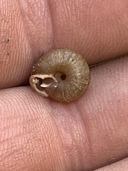 Triodopsis hopetonensis