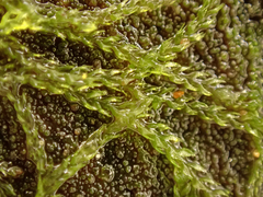 Cephalozia bicuspidata