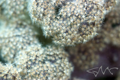 Dendronephthya australis