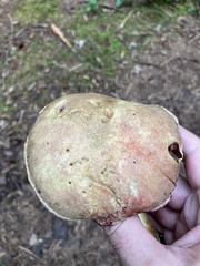 Boletus smithii