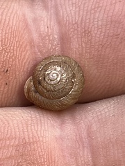 Triodopsis hopetonensis