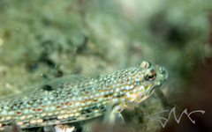 Istigobius hoesei