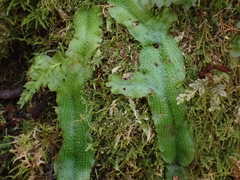 Conocephalum conicum