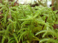 Rhytidiadelphus loreus