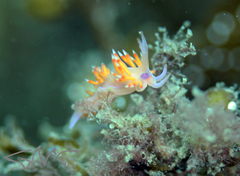 Coryphellina poenicia