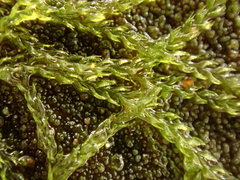 Cephalozia bicuspidata