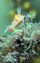 Coryphellina poenicia