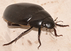Hydrophilus ovatus