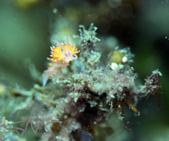 Coryphellina poenicia