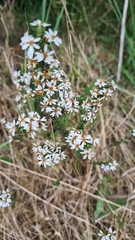 Olearia ramulosa
