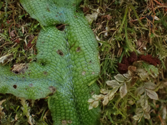 Conocephalum conicum