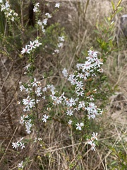 Olearia ramulosa