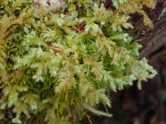 Homalothecium fulgescens