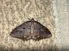Triphosa