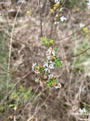 Olearia ramulosa