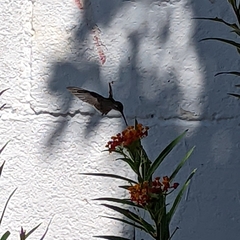 Cynanthus latirostris