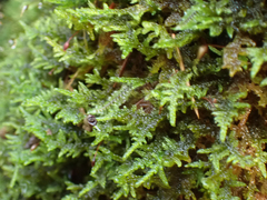 Stereodon subimponens