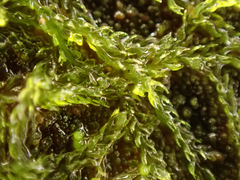 Cephalozia bicuspidata