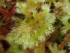 Homalothecium fulgescens