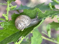 Otala lactea